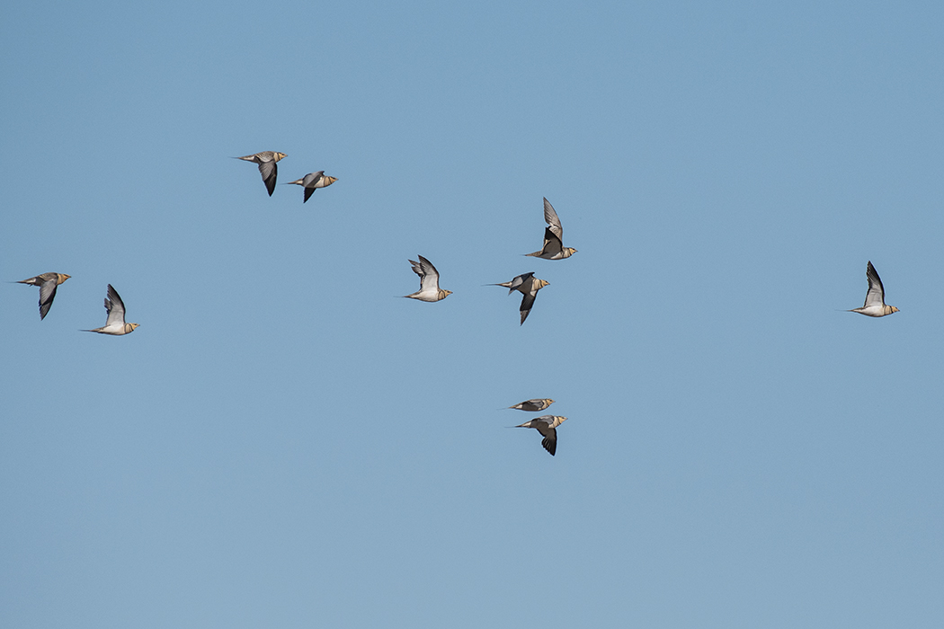 Pin-tailed Sandgrouse